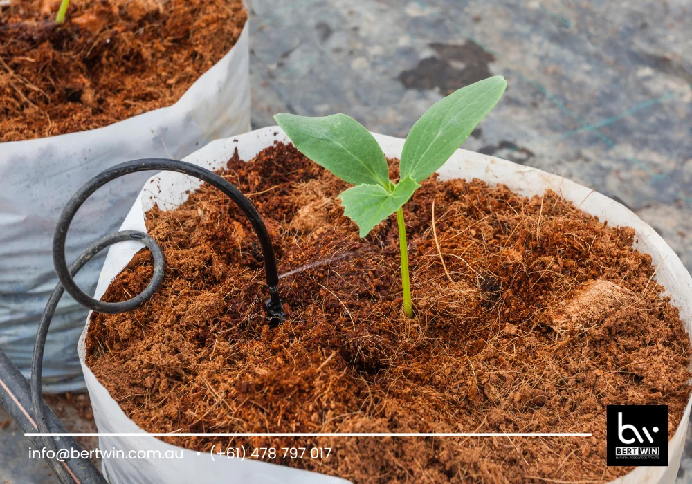 coco peat for hydroponics